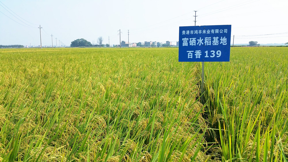 富硒百香米河龍村基地.